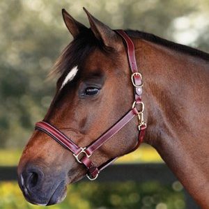 Halters & Leads